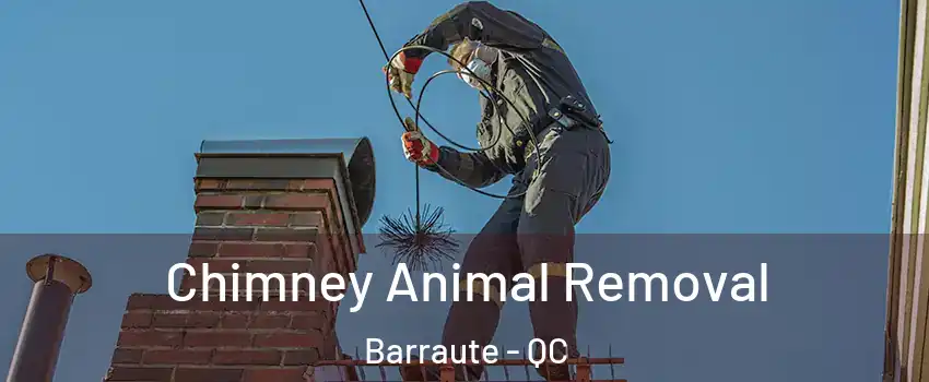  Chimney Animal Removal Barraute - QC