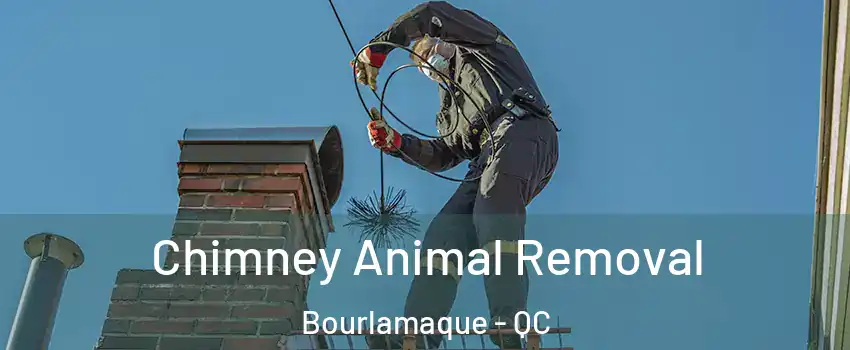  Chimney Animal Removal Bourlamaque - QC