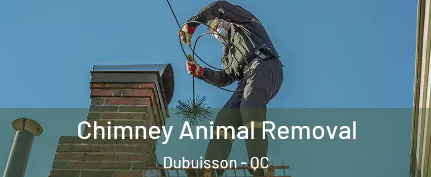  Chimney Animal Removal Dubuisson - QC