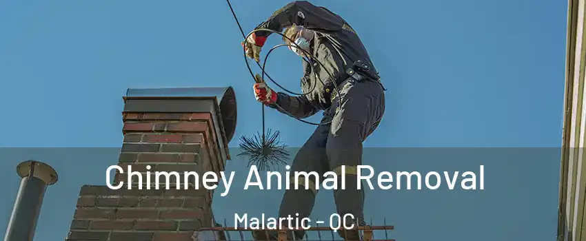  Chimney Animal Removal Malartic - QC