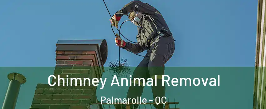  Chimney Animal Removal Palmarolle - QC