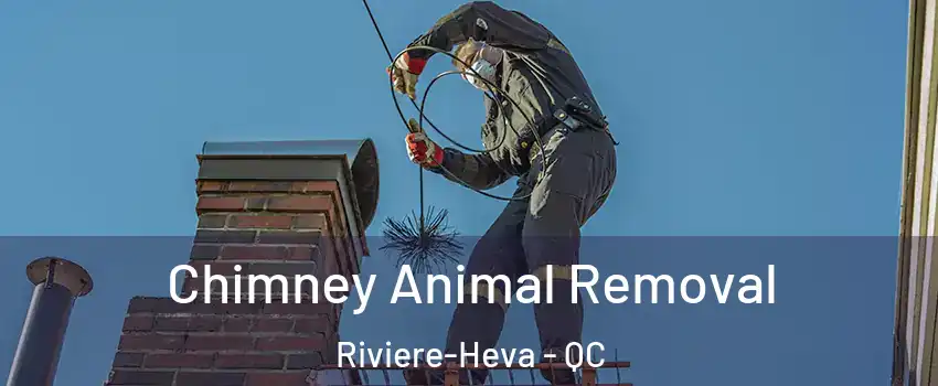  Chimney Animal Removal Riviere-Heva - QC