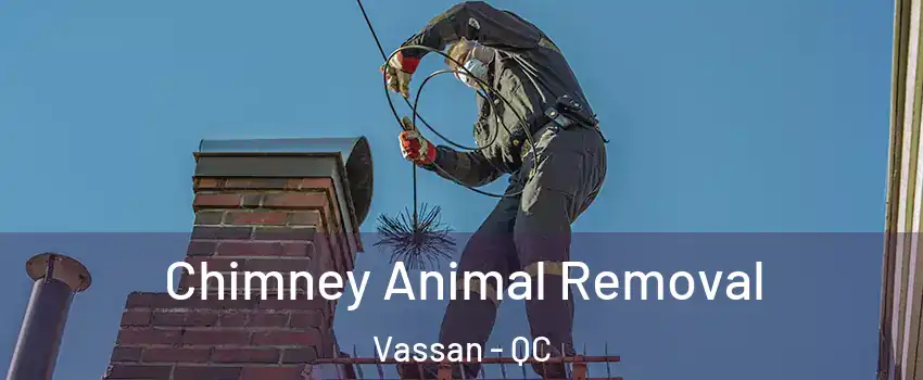  Chimney Animal Removal Vassan - QC
